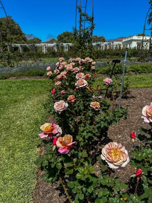 Huntington Library And Botanical Gardens 5